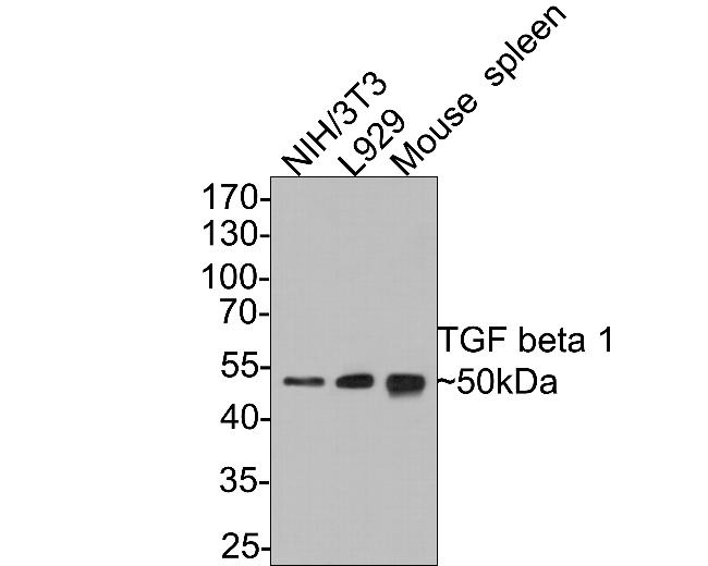 TGF beta-1 Antibody in Western Blot (WB)