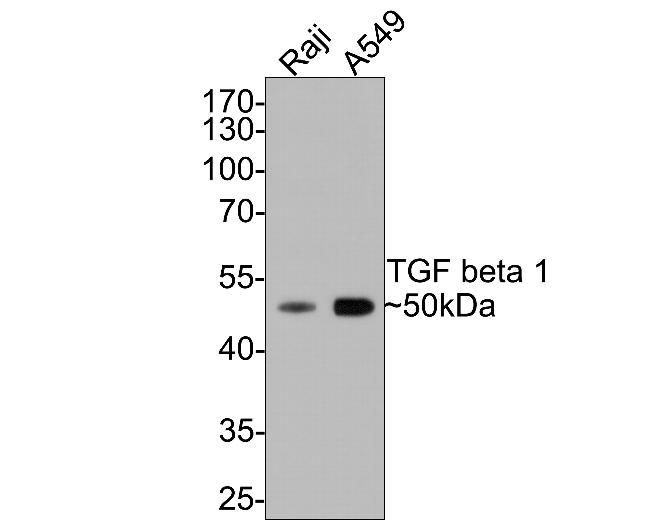 TGF beta-1 Antibody in Western Blot (WB)