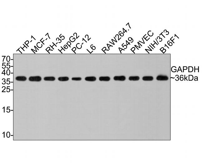 GAPDH Antibody in Western Blot (WB)