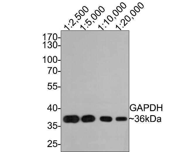 GAPDH Antibody in Western Blot (WB)