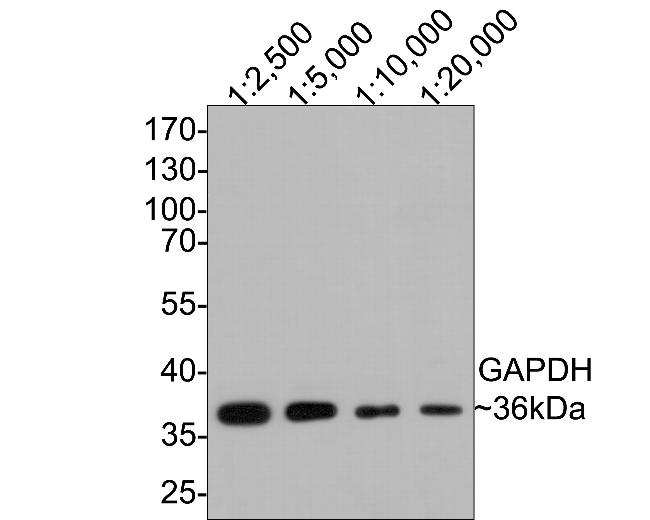 GAPDH Antibody in Western Blot (WB)