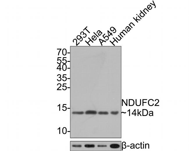 NDUFC2 Antibody in Western Blot (WB)