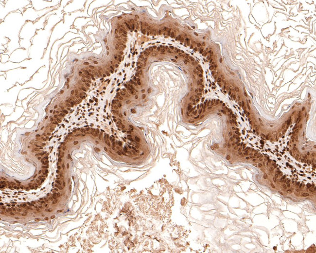 PIN4 Antibody in Immunohistochemistry (Paraffin) (IHC (P))