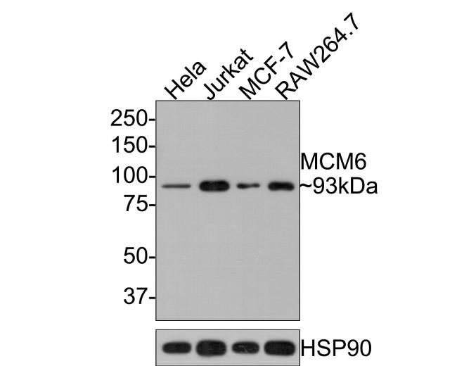 MCM6 Antibody in Western Blot (WB)