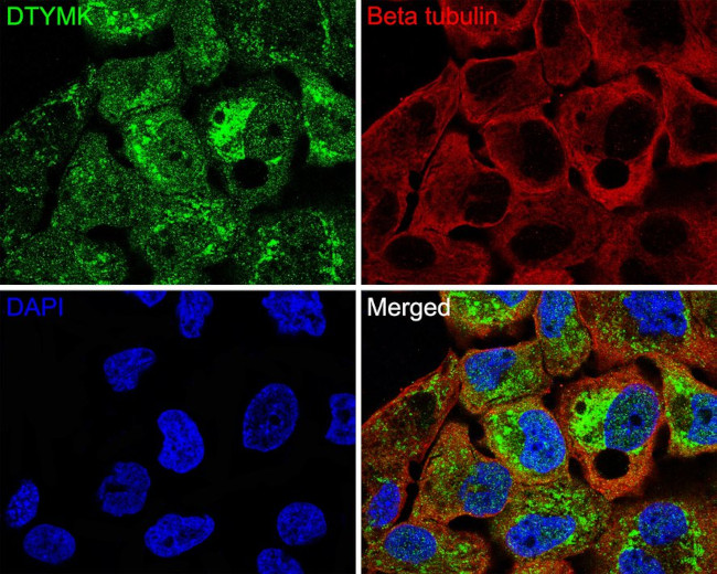 DTYMK Antibody in Immunocytochemistry (ICC/IF)