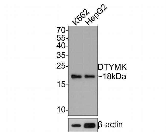 DTYMK Antibody in Western Blot (WB)