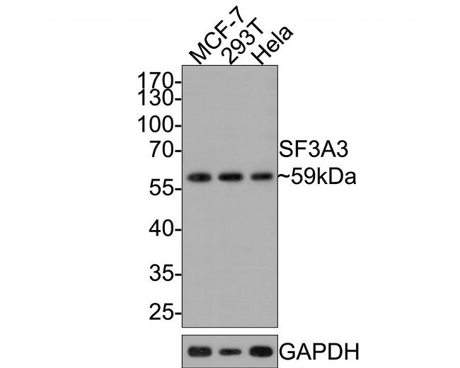 SF3A3 Antibody in Western Blot (WB)