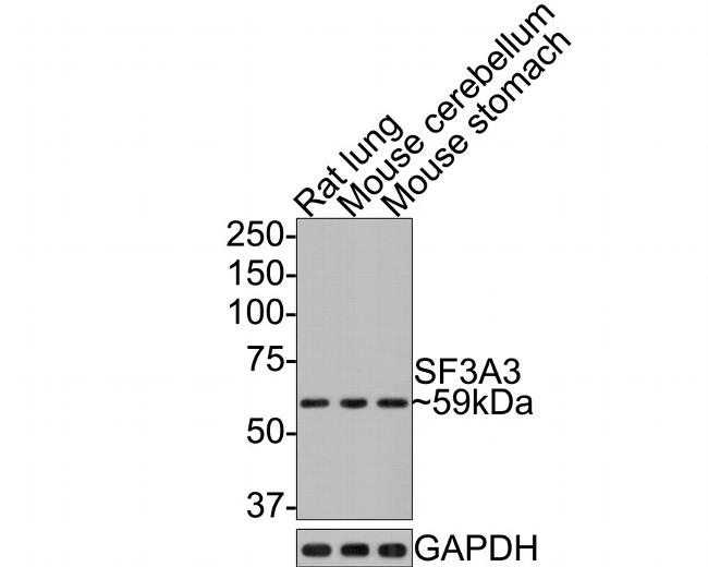 SF3A3 Antibody in Western Blot (WB)