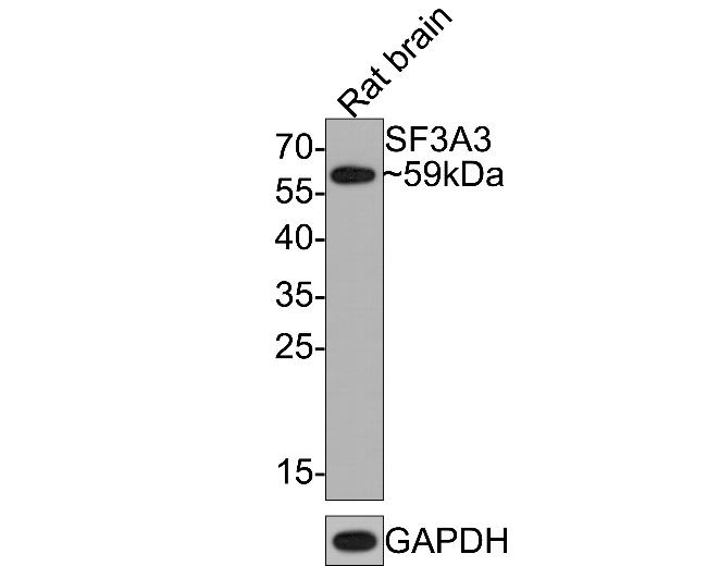 SF3A3 Antibody in Western Blot (WB)