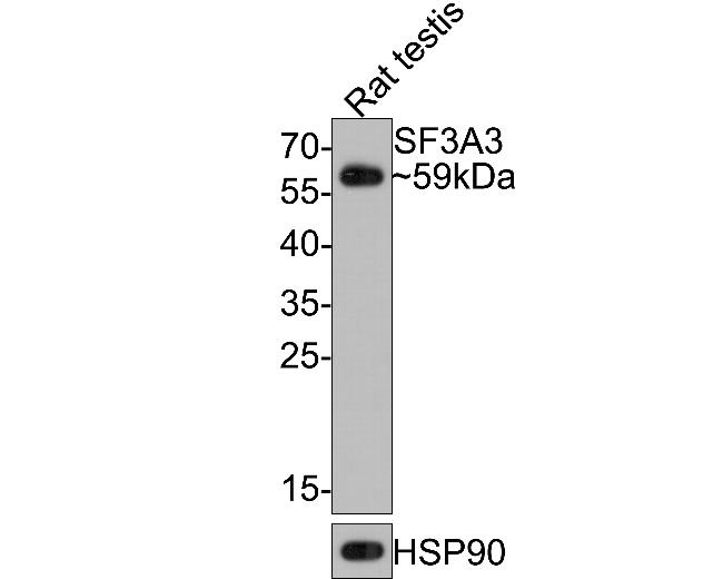 SF3A3 Antibody in Western Blot (WB)