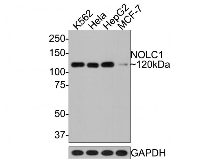 NOLC1 Antibody in Western Blot (WB)