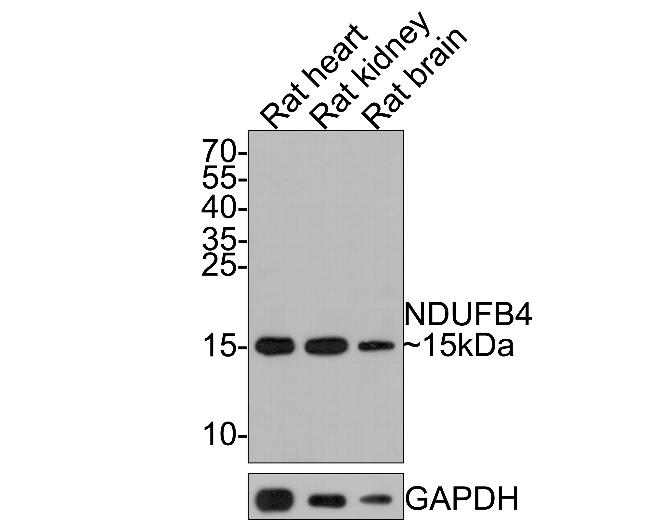 NDUFB4 Antibody in Western Blot (WB)