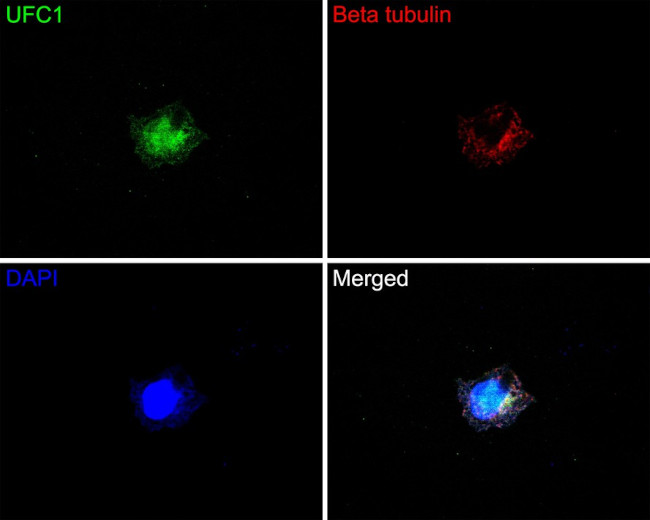 UFC1 Antibody in Immunocytochemistry (ICC/IF)