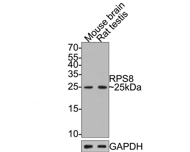 RPS8 Antibody in Western Blot (WB)