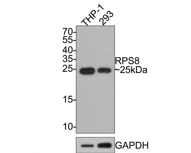 RPS8 Antibody in Western Blot (WB)