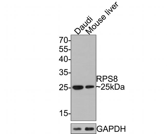 RPS8 Antibody in Western Blot (WB)