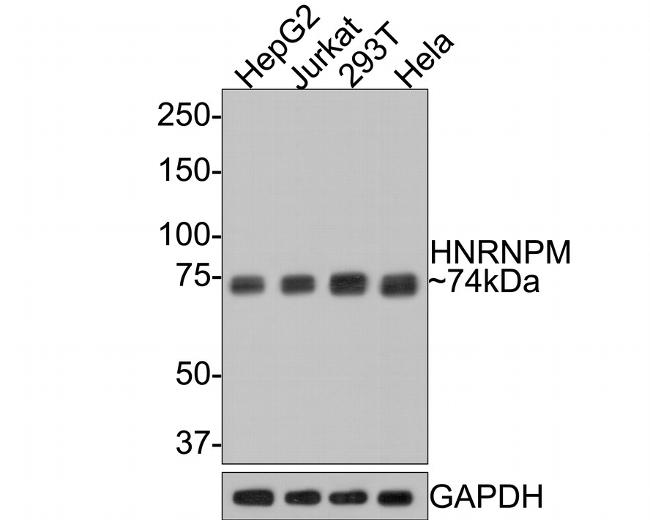 hnRNP M Antibody in Western Blot (WB)