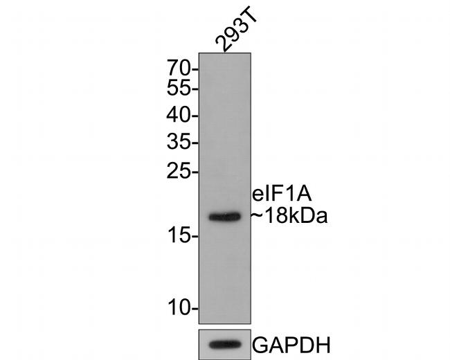 eIF1AX Antibody in Western Blot (WB)