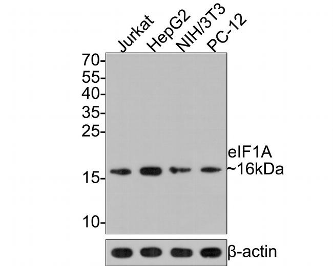 eIF1AX Antibody in Western Blot (WB)