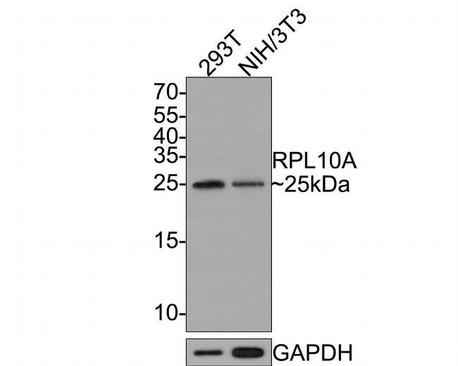 RPL10A Antibody in Western Blot (WB)