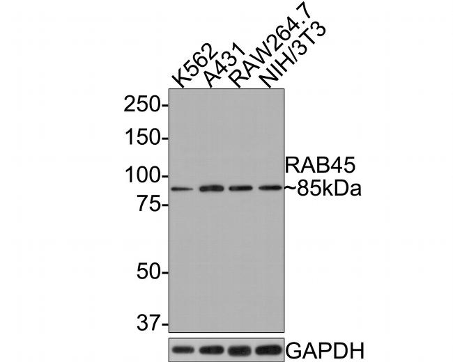 RASEF Antibody in Western Blot (WB)