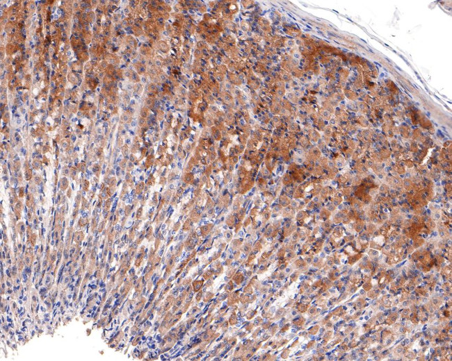 CYFIP1 Antibody in Immunohistochemistry (Paraffin) (IHC (P))