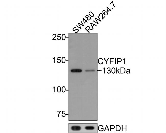CYFIP1 Antibody in Western Blot (WB)