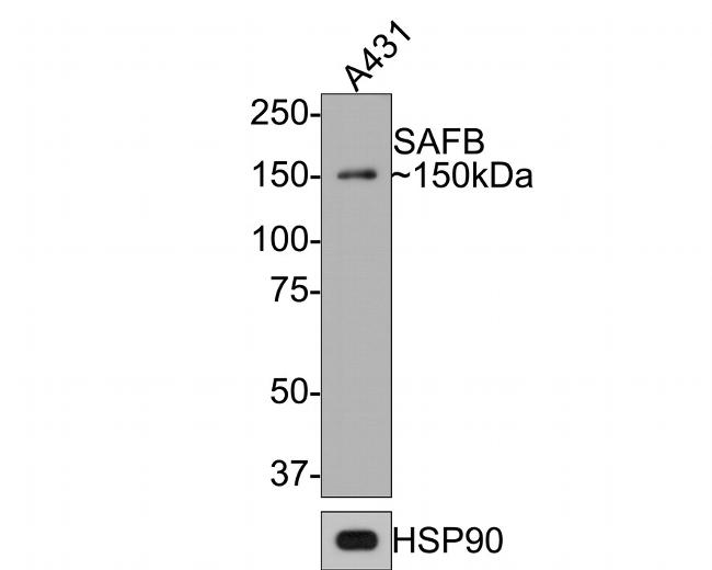 SAFB Antibody in Western Blot (WB)