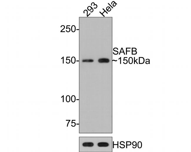 SAFB Antibody in Western Blot (WB)