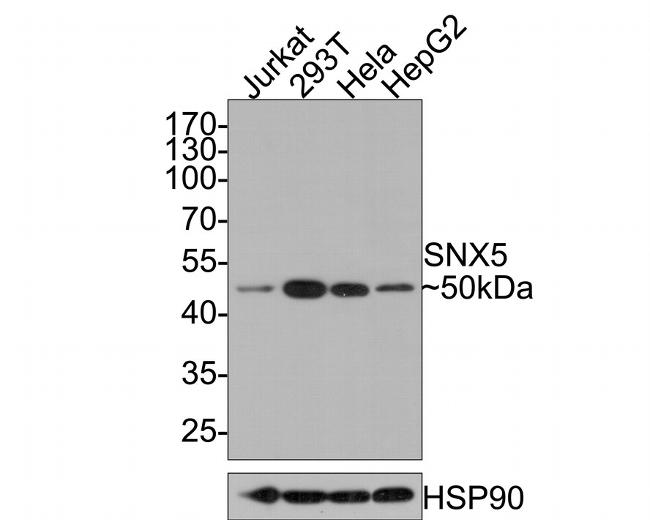 SNX5 Antibody in Western Blot (WB)