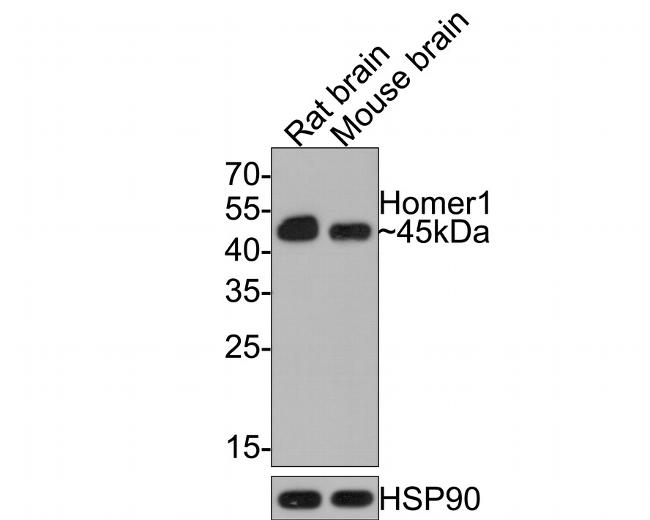 HOMER1 Antibody in Western Blot (WB)