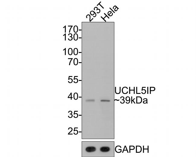 HAUS7 Antibody in Western Blot (WB)