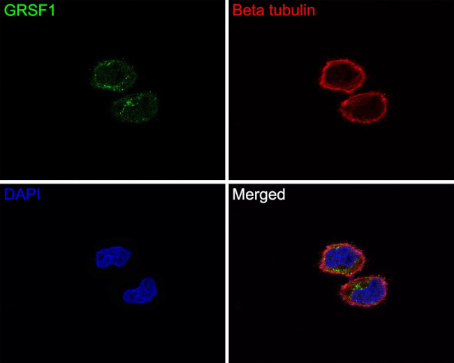 GRSF1 Antibody in Immunocytochemistry (ICC/IF)