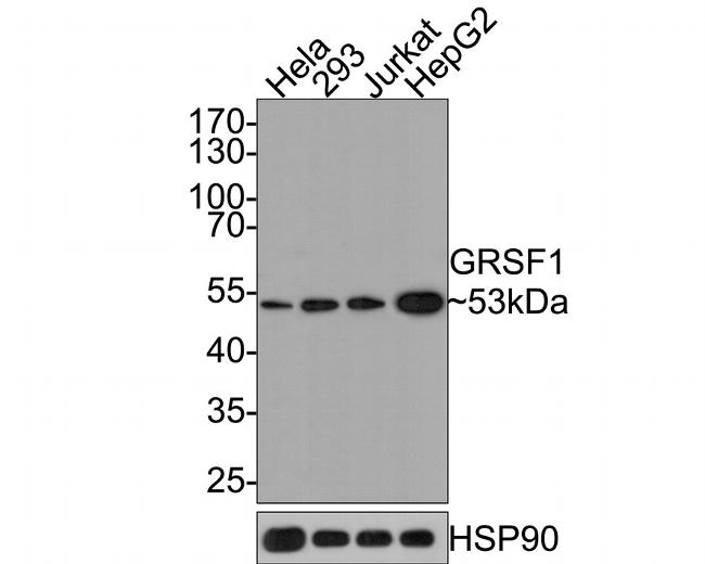 GRSF1 Antibody in Western Blot (WB)