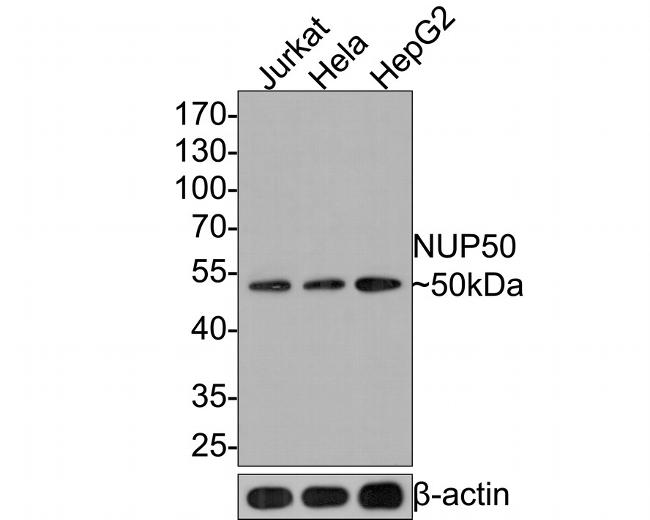 NUP50 Antibody in Western Blot (WB)