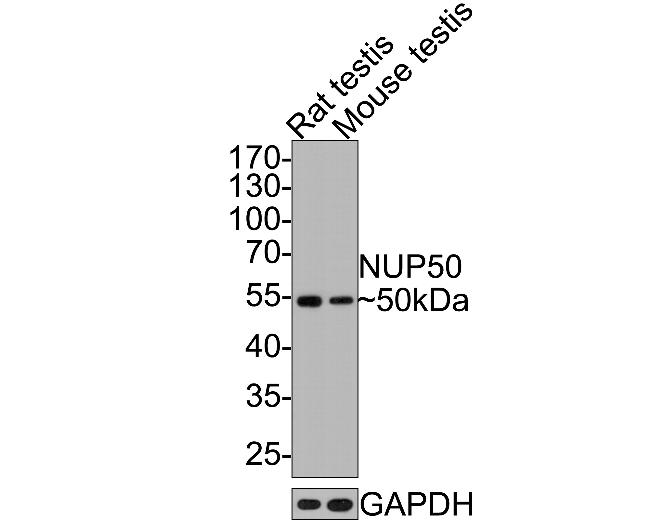 NUP50 Antibody in Western Blot (WB)