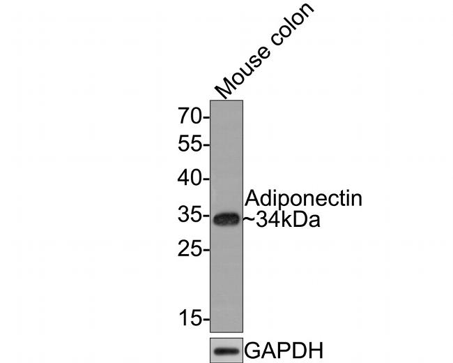 Adiponectin Antibody in Western Blot (WB)