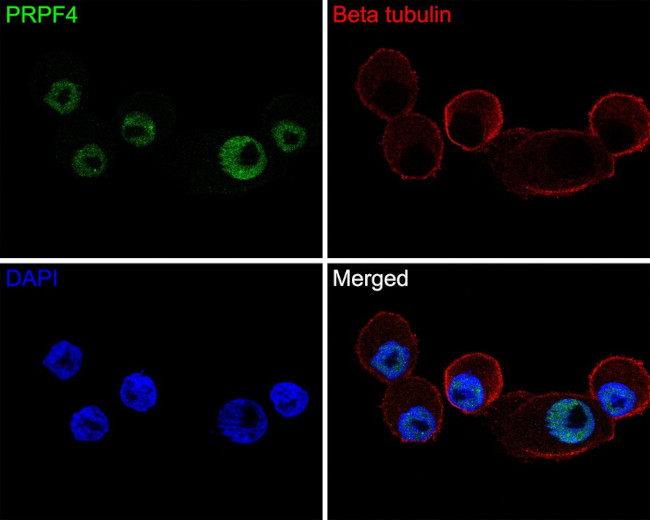 PRPF4 Antibody in Immunocytochemistry (ICC/IF)