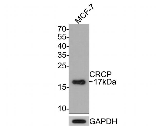 CRCP Antibody in Western Blot (WB)