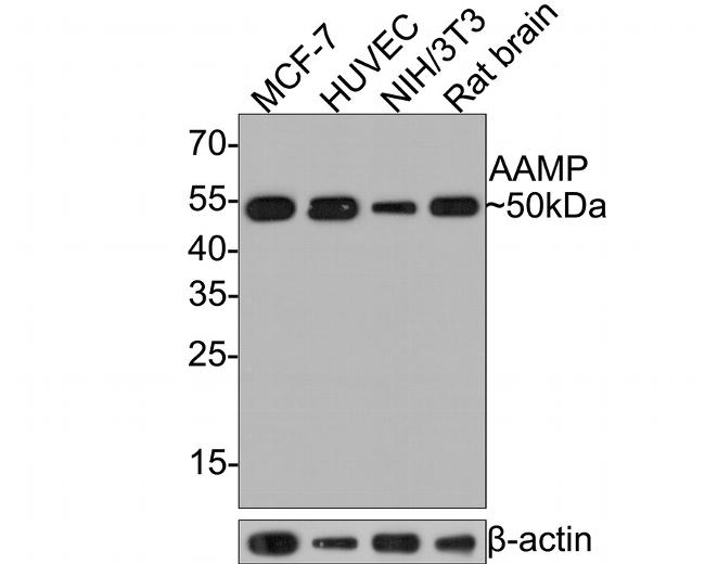 AAMP Antibody in Western Blot (WB)