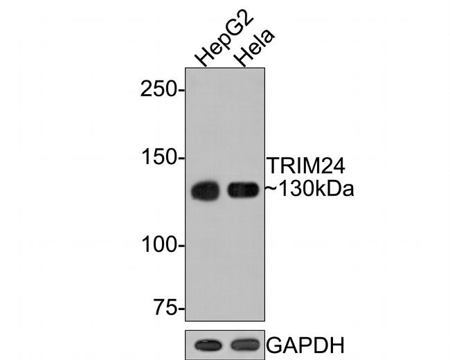 TRIM24 Antibody in Western Blot (WB)