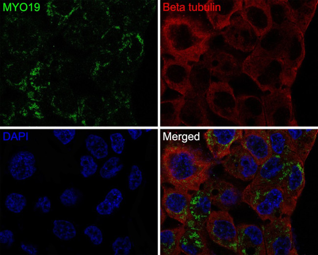 MYO19 Antibody in Immunocytochemistry (ICC/IF)