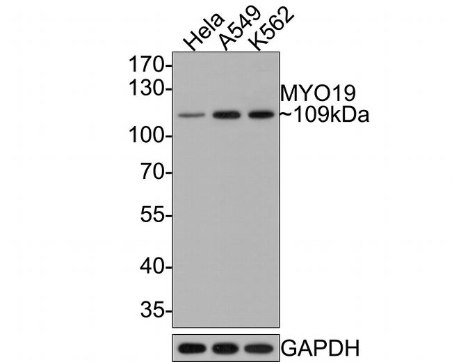 MYO19 Antibody in Western Blot (WB)