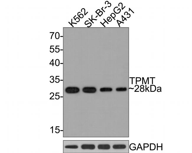 TPMT Antibody in Western Blot (WB)