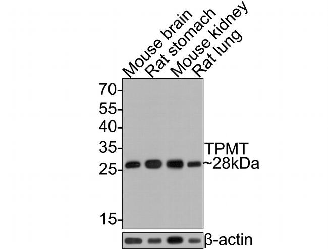 TPMT Antibody in Western Blot (WB)