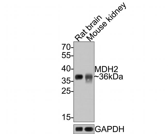 MDH2 Antibody in Western Blot (WB)