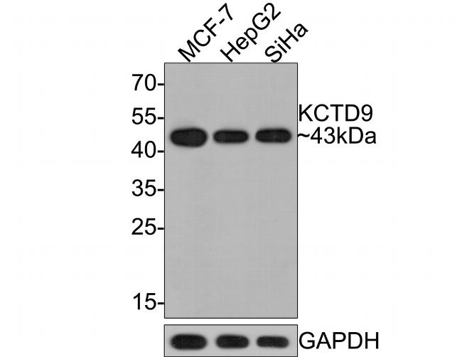 KCTD9 Antibody in Western Blot (WB)