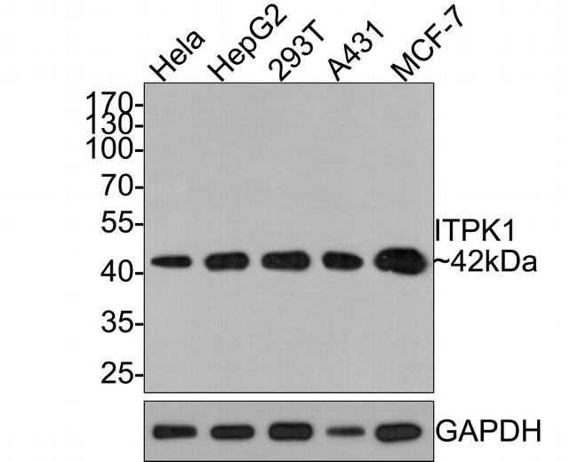 ITPK1 Antibody in Western Blot (WB)