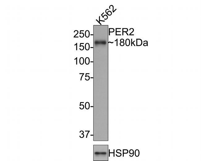 PER2 Antibody in Western Blot (WB)