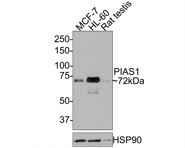 PIAS1 Antibody in Western Blot (WB)